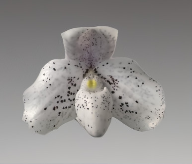 Paph. Hung Sheng Thaianum