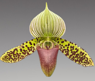 Paph. QF Sukar Honi