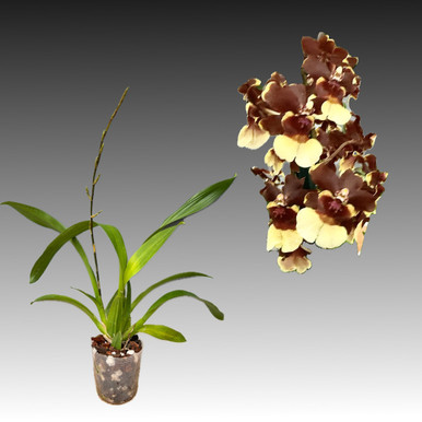 Oncidium Sharry Baby 'Chocolate'