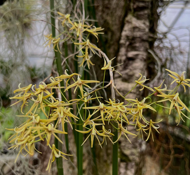 Dockrillia teretifolia