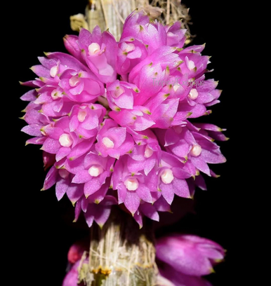 【未使用品】シンガポール $5 Dendrobium Crumenatum 銀貨 5 Dollars (Dendrobium Crumenatum) - Singapore – Numista