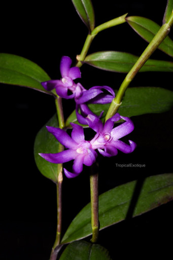 Dendrobium Silver King (Peter Shen x Silver Wings) - OrchidWeb