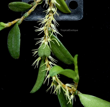 Bulbophyllum moniliforme - OrchidWeb