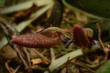 Bulbophyllum mirum