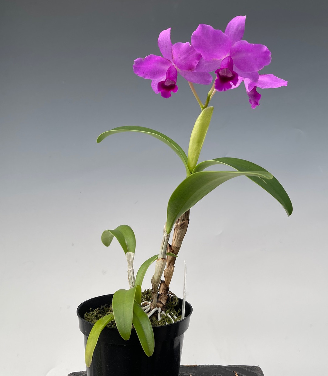 2d0223e4-63b7-4406-bc5a-aa06af90ada7