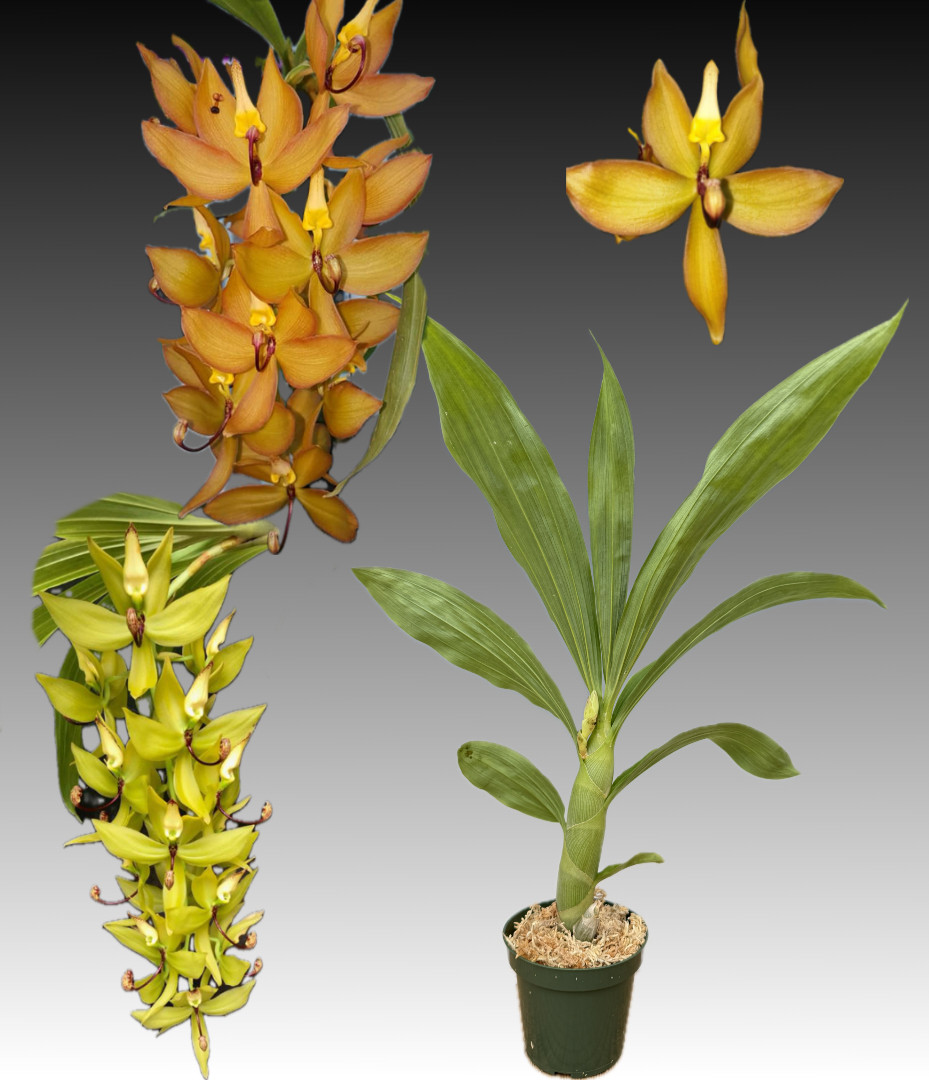 mmmy　orchid ブラック Dendrobium Black Magic - orchidroots