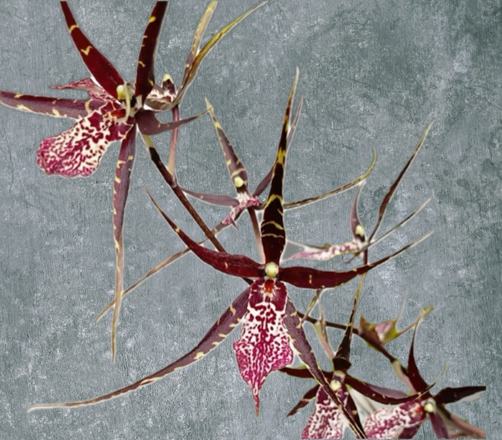 Wilsonara Tropic Breeze 'Everglades' HCC/AOS (Onc. wydleri x Onc