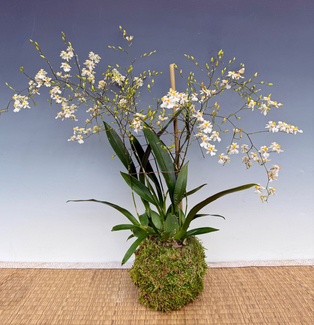 Oncostele Combo (Hilo Firecracker 'Lucky Strike' & Wildcat 'Golden