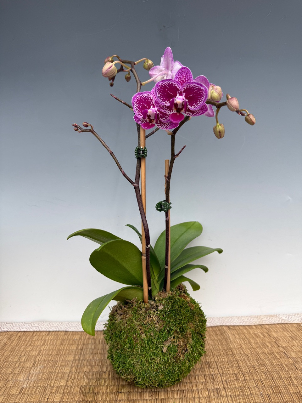 蓄光　bigclawx OBA Orchid Mantis GIDソフビ　オバー 蓄光 bigclawx OBA Orchid Mantis GIDソフビ オバー caucasus