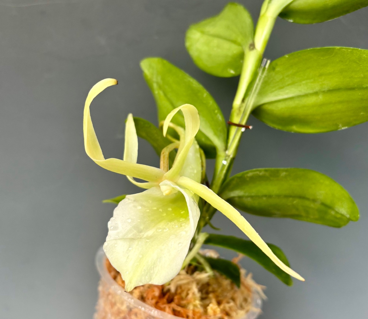 Angraecum infundibulare