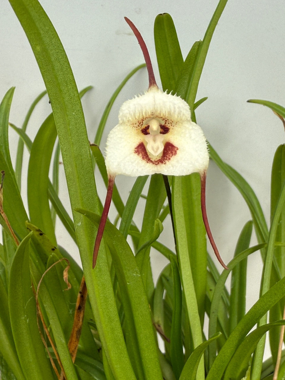 Vanda tricolor var. suavis ('Supersized' x select clone) - OrchidWeb