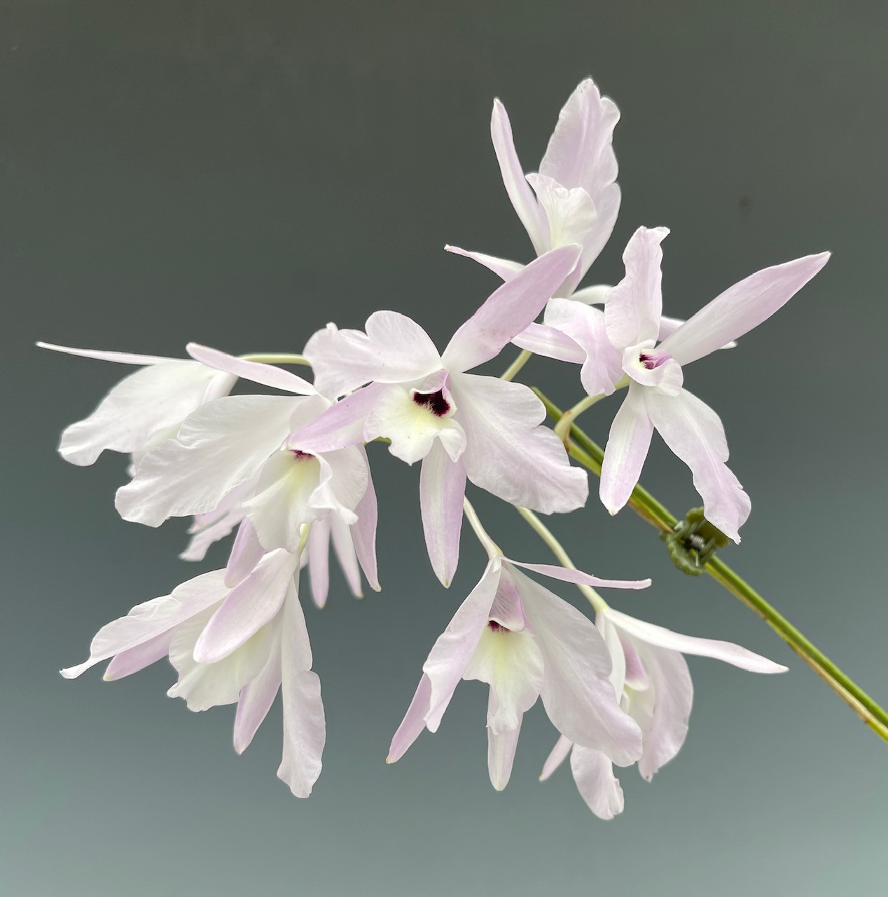 Cattleya aclandiae albescens x self - OrchidWeb