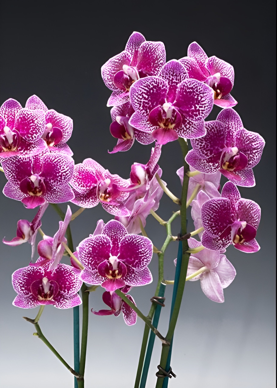 (^。 ^)(581)新発売，Phal. Sweet Memory，花芽あり Phal. Sweet Day - OrchidWeb