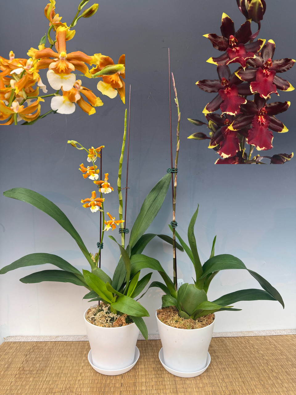 ＊Cheeky Flora（チキフローラ）＊ Oncostele Hilo Firecracker 'New Year' (Catatante x Aloha Sparks