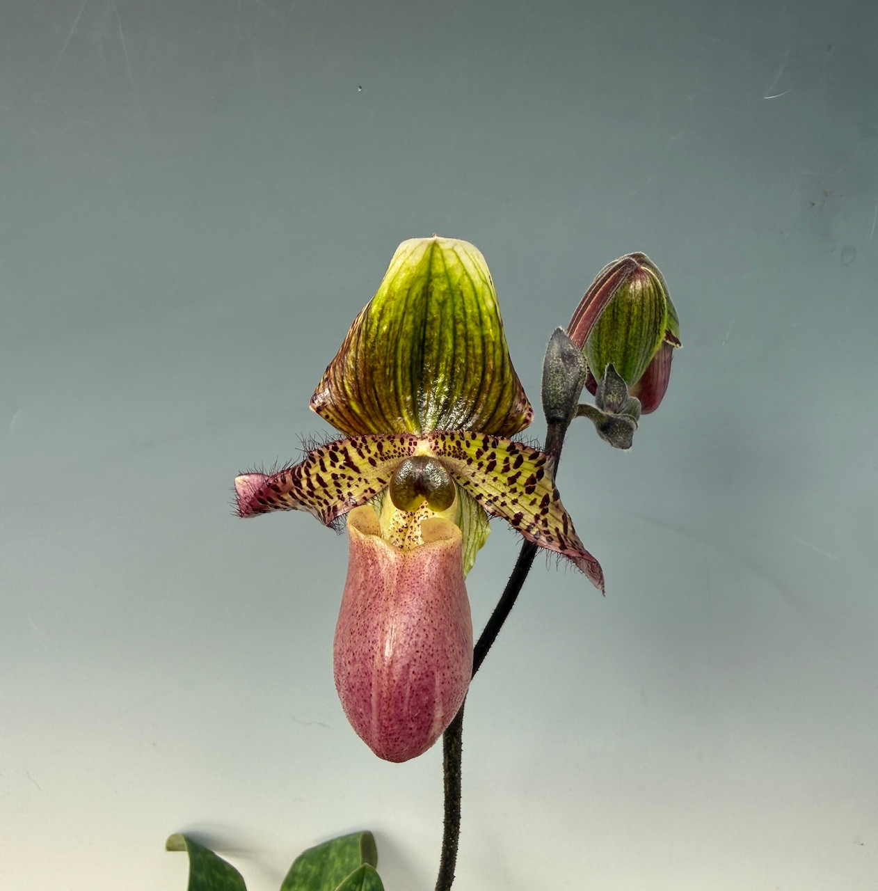 Phal. Shiny Pink Bubble - Spike Initiated - OrchidWeb