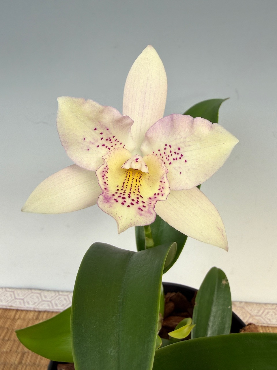 Bc. Hamlyn's Magic 'Leilani' (Catt. Jalapa x B. nodosa) - OrchidWeb