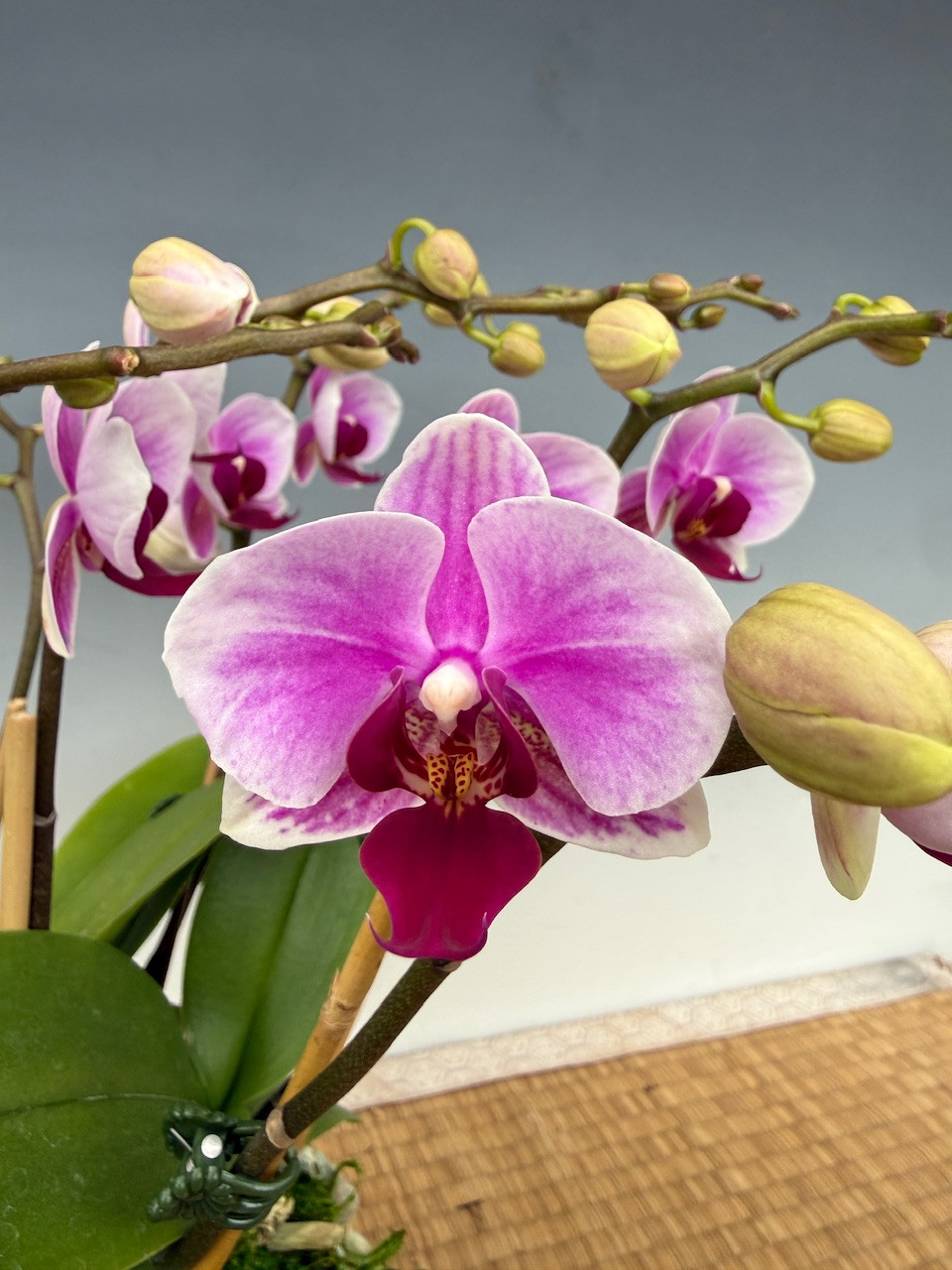 Phal. Lianher Happy Dancer (Memoria Francis Hunte x Ming-Hsing