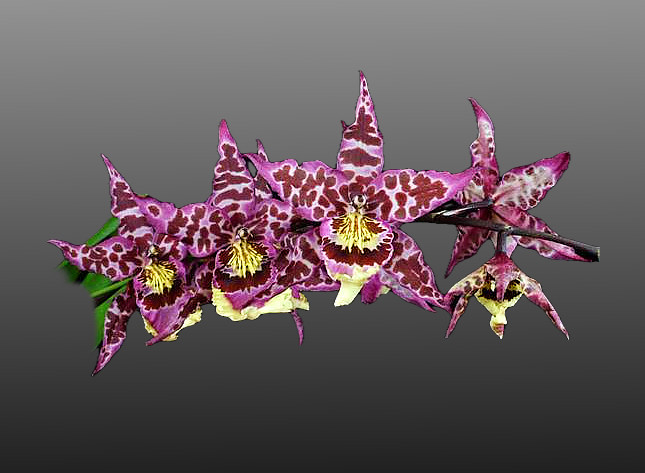 Beallara Purple Haze 'Jimi Hendrix' (Milt. Boulivot x Bllra