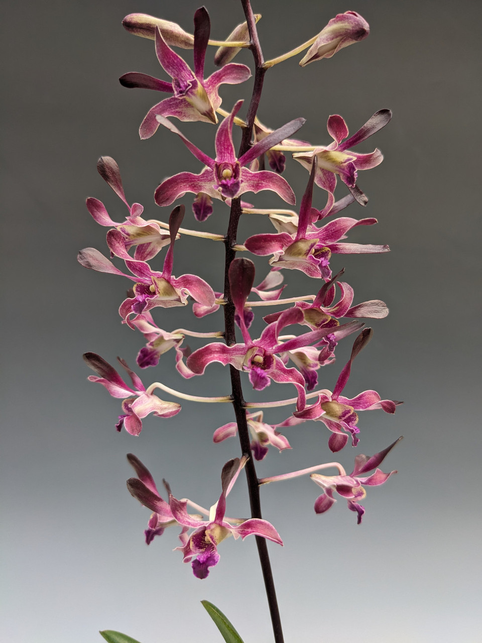 Dendrobium Jaquelyn Thomas 'Uniwai Supreme' (gouldii x