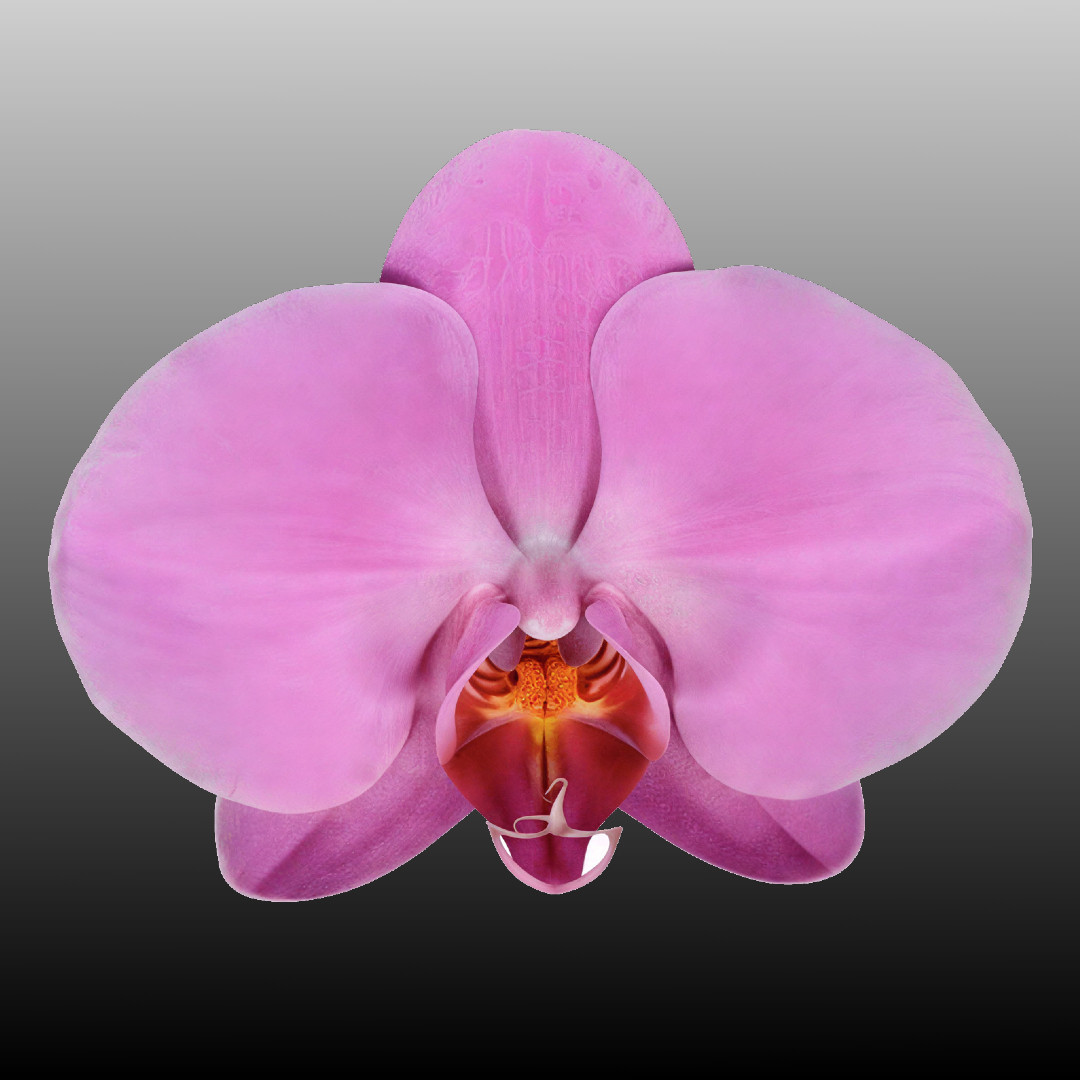 Phal. Surf Song 'Pumpkin' - Spike Initiated + Budded Option