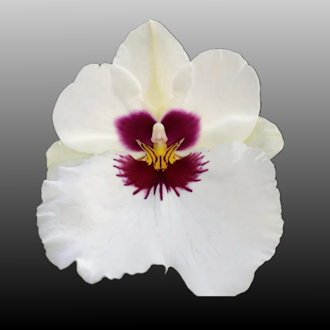 Miltoniopsis Arthur Cobbledick 'Springtime' HCC/AOS (vexillaria x