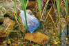 Aplicación segura<br />Si tiene peces, puede introducir las bolitas DuoBoost en la práctica red.<br /> 