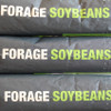 Tara Forage Soybeans