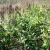 Quail Haven Re-Seeding Soybeans