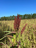 Chiwapa millet has a robust seed head that produces more seed per acre than any other millet.
