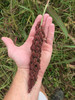 Chiwapa millet's seed head has 1,000s of seed per head.