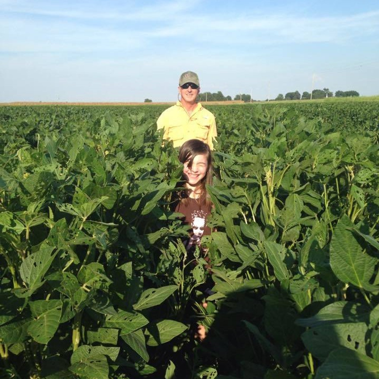 Derry Forage Soybeans Specialty Seed