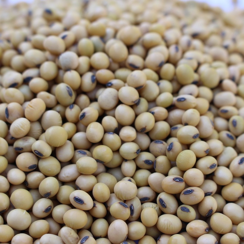 Derry Forage Soybeans Specialty Seed