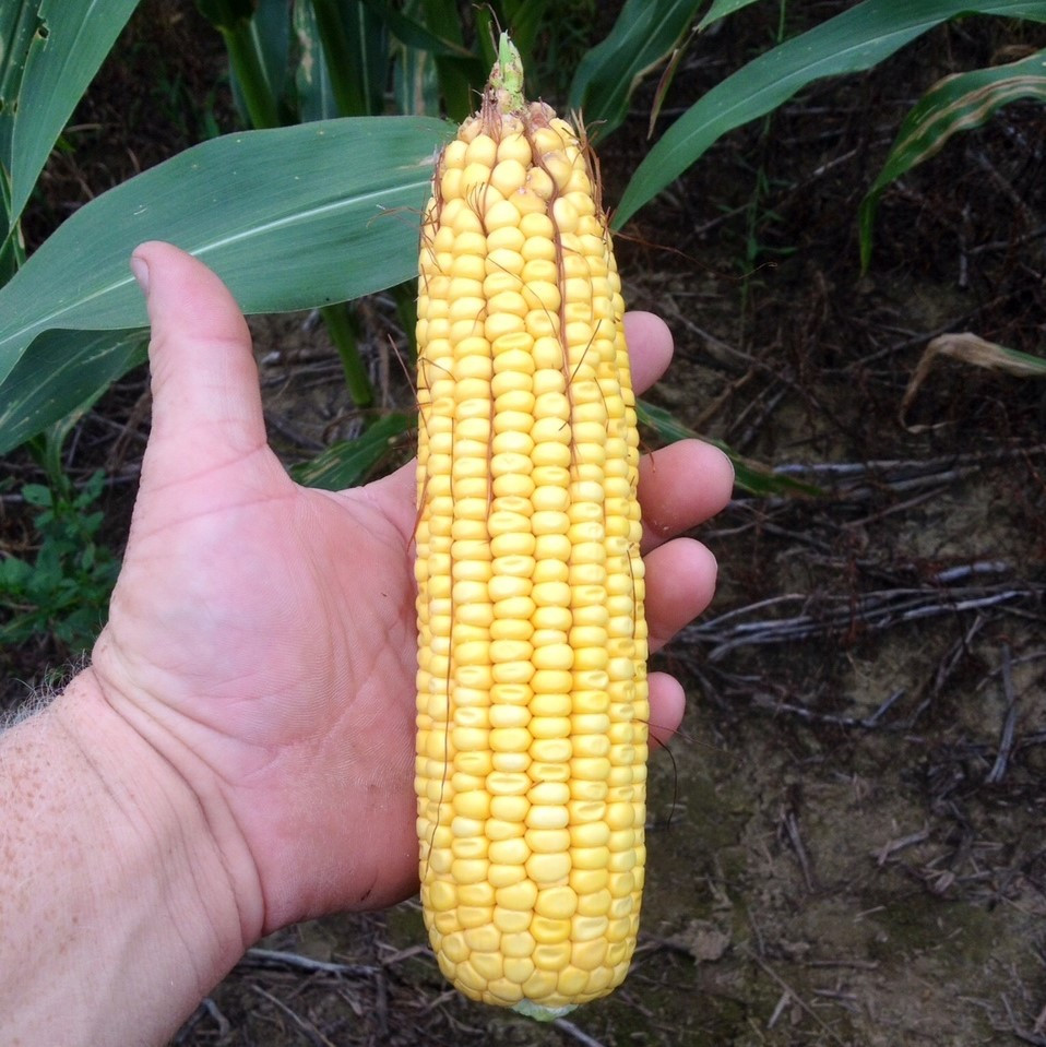 Steyer Corn Seed RR/Bt Specialty Seed
