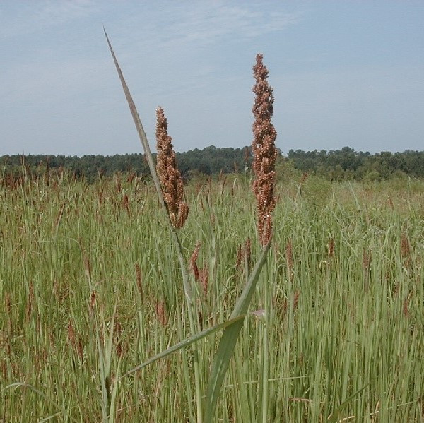 Chiwapa Specialty Seed