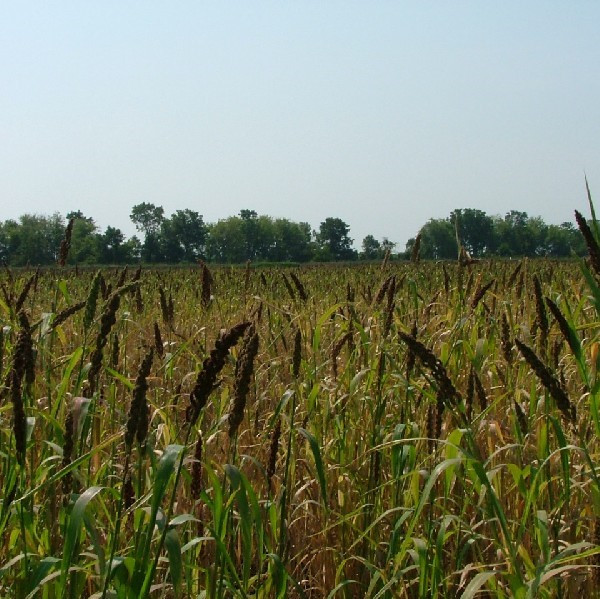 Chiwapa Specialty Seed