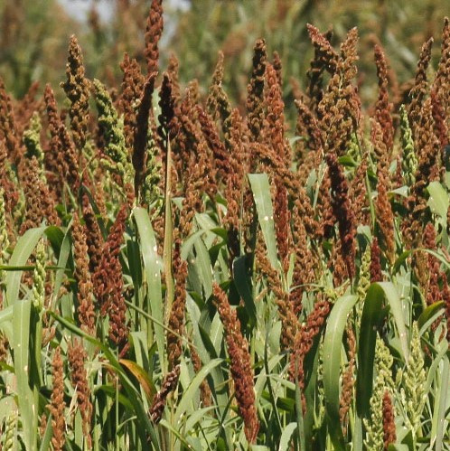 Chiwapa Specialty Seed