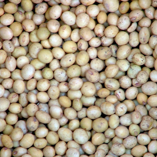 Tyrone Forage Soybeans Specialty Seed