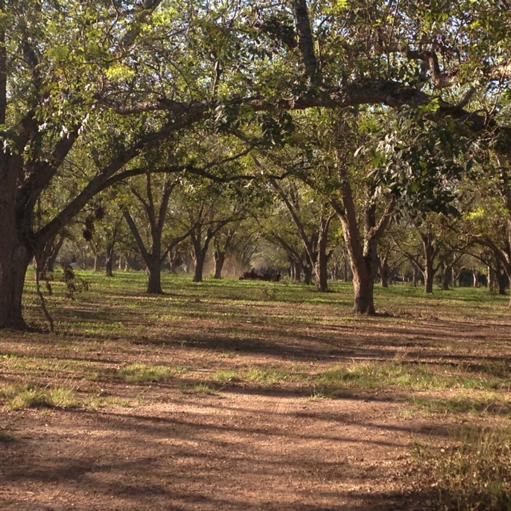 Koinonia Farm Pecan Orchards and Sweeper