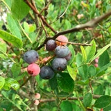 Koinonia Farm Ripe Blueberries on the Bush