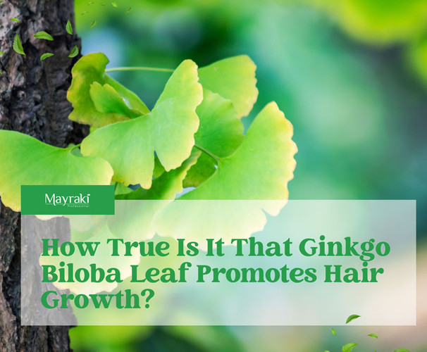 How True Is It That Ginkgo Biloba Leaf Promotes Hair Growth?