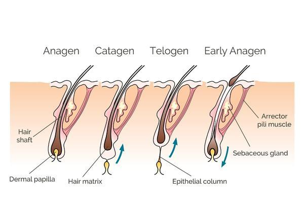 Stages of Hair Growth