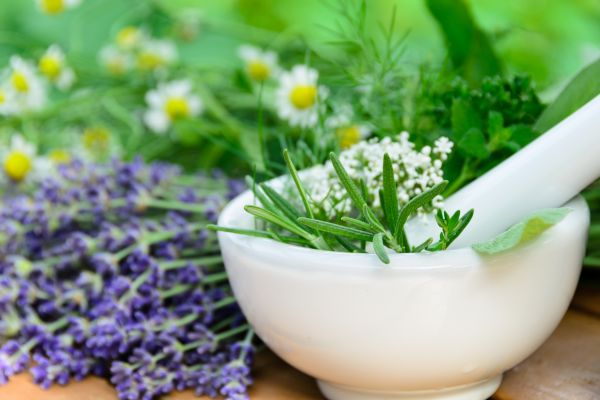 sage, plant, purple