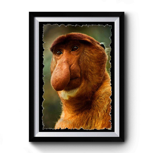 Proboscis Monkey Long Nosed Premium Poster