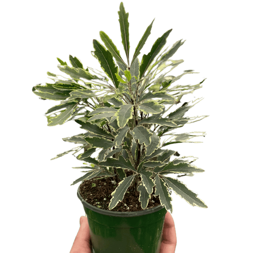 Aralia 'Bianca'-3" Pot D245-3_ARALIA_BIANCA