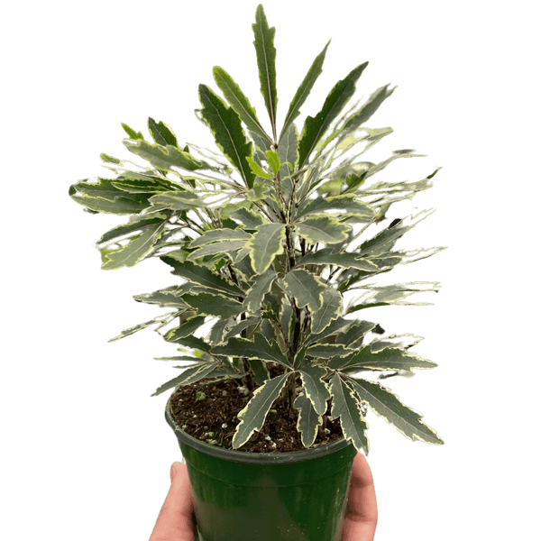Aralia 'Bianca'-3" Pot D245-3_ARALIA_BIANCA