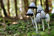 Exploring the Health Benefits of Six Powerful Mushrooms in RKC's Mushroom Infused Instant Coffee