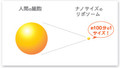Nanoliposome Nano Vitamin D3