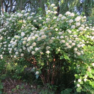 Physocarpus opulifolius / Ninebark (Gallon Pot)