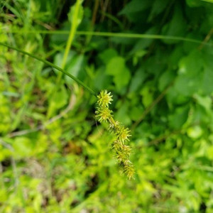 Carex foenea / Straw Sedge