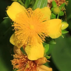 Hypericum prolificum / Shrubby St. John's Wort (Gallon Pot)